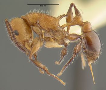 Media type: image; Entomology 22411   Aspect: habitus lateral view